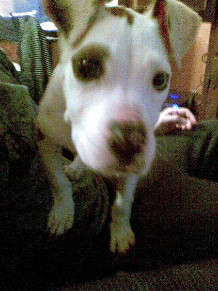 shania