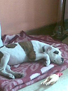 shania