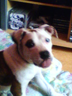 shania