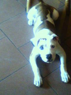 shania