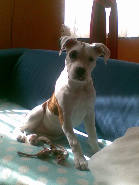 shania